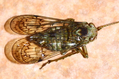 Cladodipterini