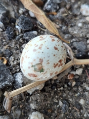 Antrostomus vociferus