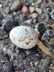 Antrostomus vociferus
