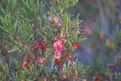 Dodonaea lobulata