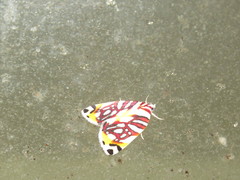 Sinna calospila