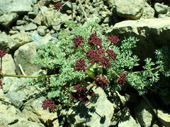Lomatium cuspidatum