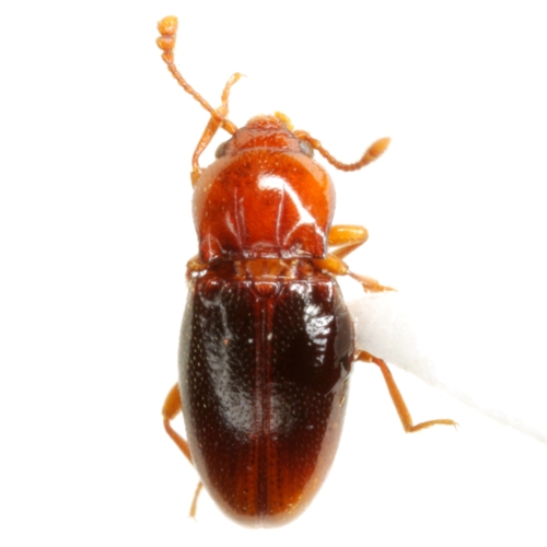 Unicoloured Handsome Fungus Beetle