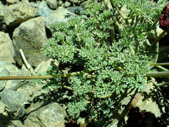 Lomatium cuspidatum