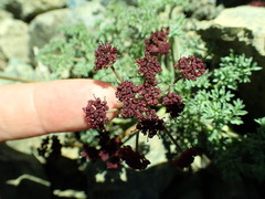 Lomatium cuspidatum