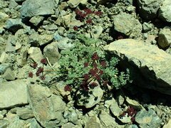 Lomatium cuspidatum