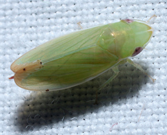 Memnonia flavida