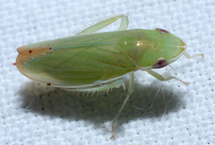 Memnonia flavida