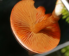 Cortinarius kula