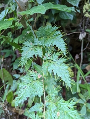 Selaginella willdenowii