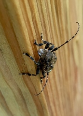 Aegomorphus quadrigibbus