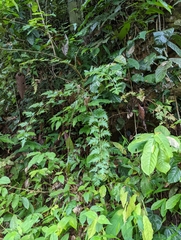 Selaginella willdenowii