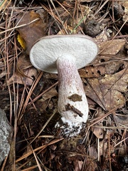 Tylopilus plumbeoviolaceus image