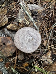 Tylopilus plumbeoviolaceus image
