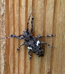 Aegomorphus quadrigibbus