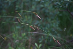 Carex binervis