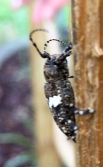 Aegomorphus quadrigibbus