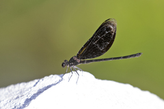 Euphaea masoni
