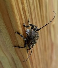 Aegomorphus quadrigibbus