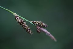 Carex binervis