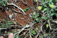 Asystasia atriplicifolia image