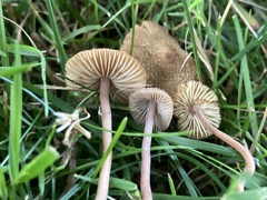 Inocybe calospora