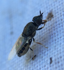 Nemotelus notatus