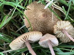 Inocybe calospora