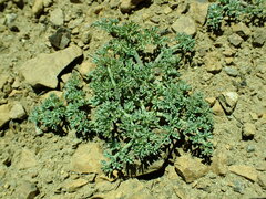 Lomatium cuspidatum