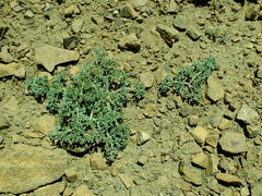 Lomatium cuspidatum