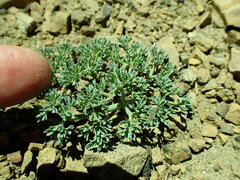 Lomatium cuspidatum