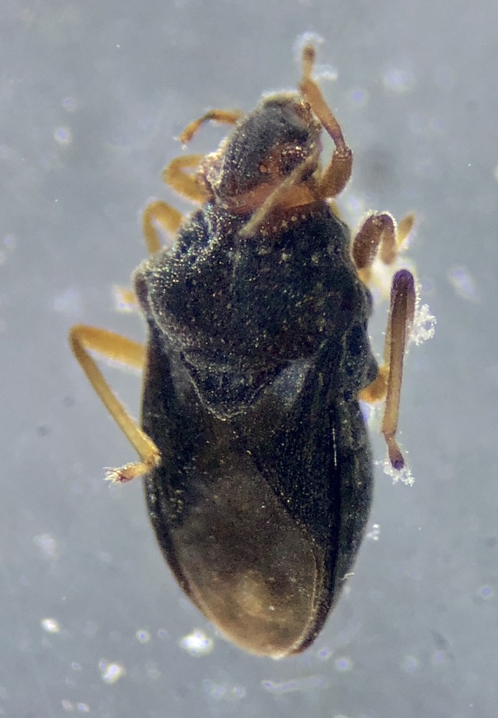 Hebrus axillaris