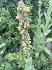 Verbascum thapsus