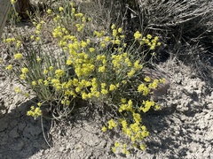 Eriogonum brevicaule laxifolium