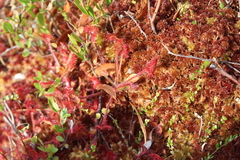 Drosera rotundifolia