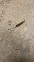 Ululodes macleayanus