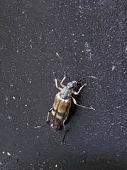 Etorofus obliteratus