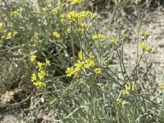 Eriogonum brevicaule laxifolium