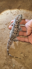 Hemidactylus maculatus