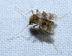 Psectrotanypus dyari