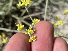 Eriogonum brevicaule laxifolium