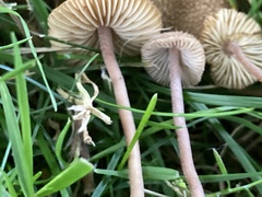 Inocybe calospora