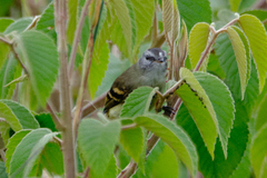 Phyllomyias nigrocapillus