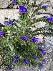 Echium vulgare