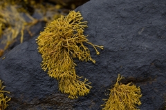 Pelvetia canaliculata