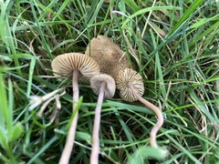 Inocybe calospora