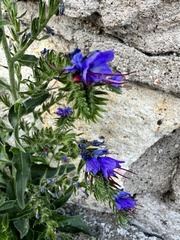 Echium vulgare