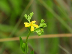 Hypericum cistifolium