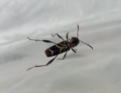 Cotyclytus lebasii
