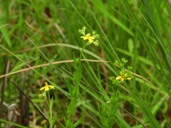 Hypericum cistifolium